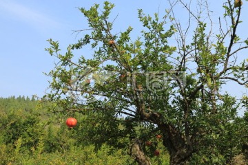 蓝天石榴树