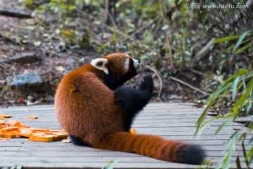 小熊猫