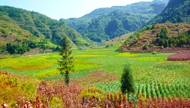 秋天的田野