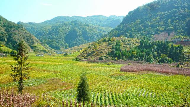 秋后烟草地