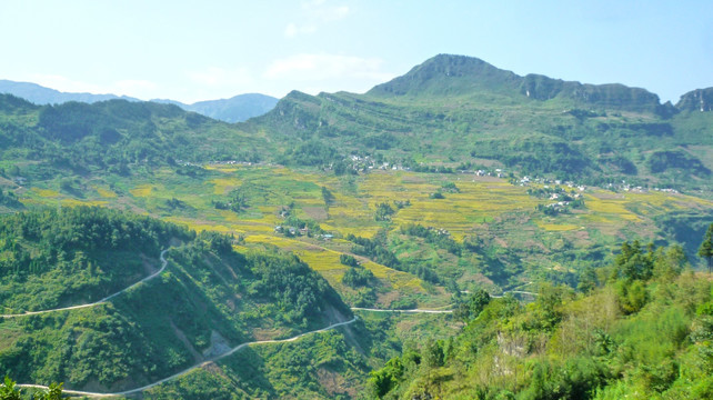 稻田丰收 山村