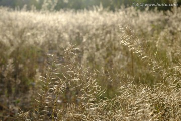 野草