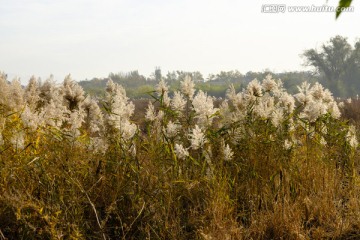 芦苇