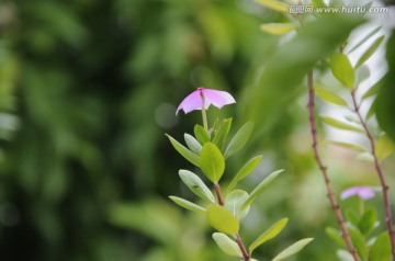 长春花