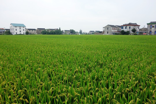 村庄和稻田 水稻