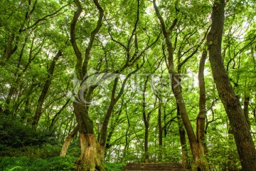 绿树林 树枝