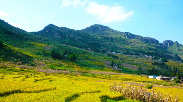 大山 稻田 兴隆