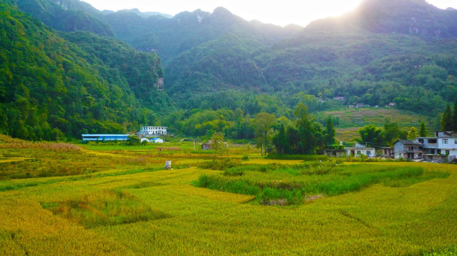 夕阳 金色稻田