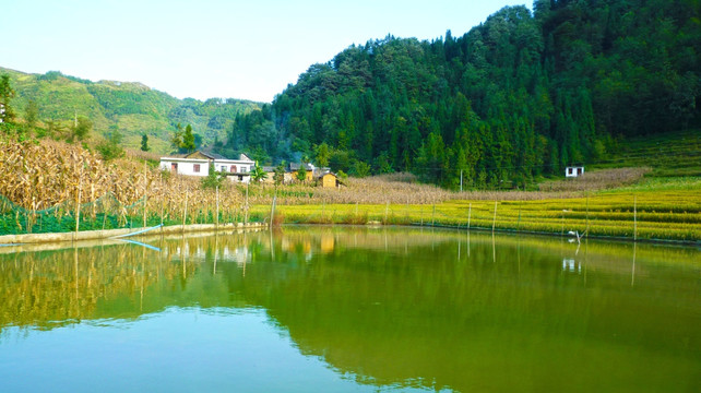 鱼塘 稻田 人家