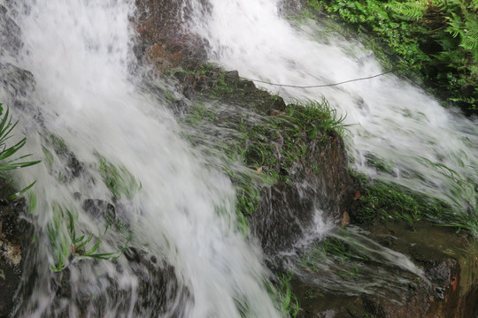 溪流水草