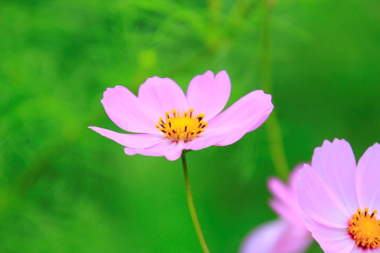 格桑花