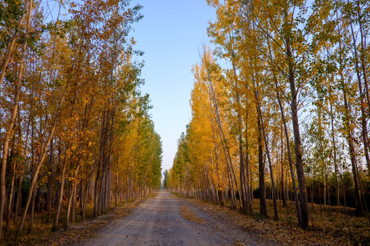 乡间小路