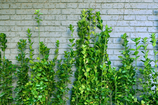 绿色植物背景墙 白砖墙