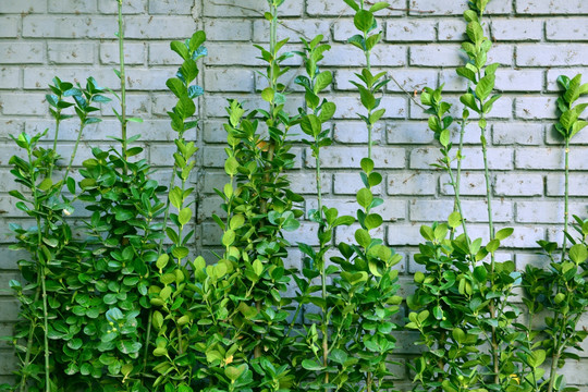 绿色植物背景墙 白砖墙