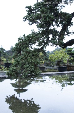 羅漢松