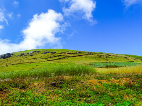 高山草场