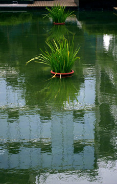 水生植物