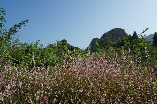 花海