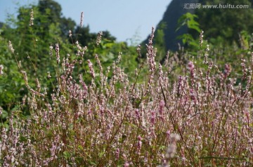 花海