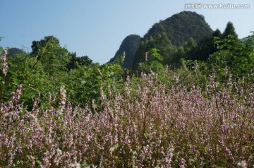 花海