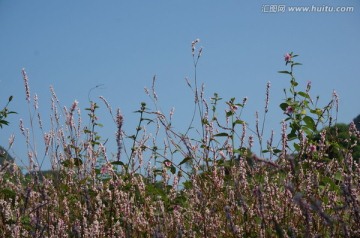 花海