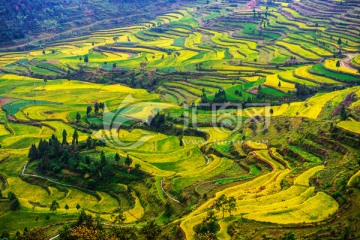 茗岙梯田