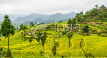 梯田 云雾 远山