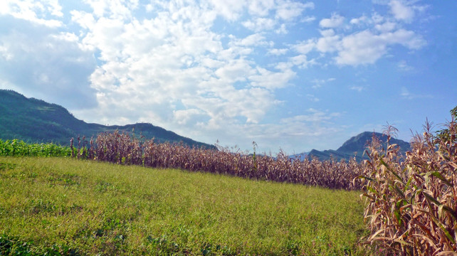 玉米地 荒草地