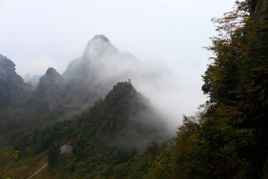 云山雾海  森林植被