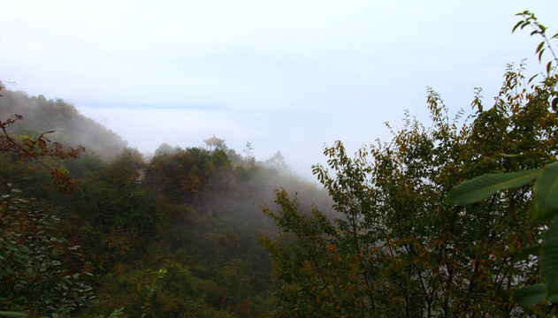 云山雾海  森林植被
