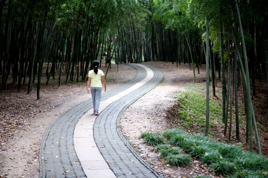 竹林小路