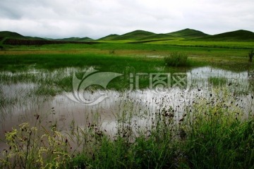 夏季湿地