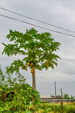 木瓜树