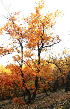 秋天的柞树林