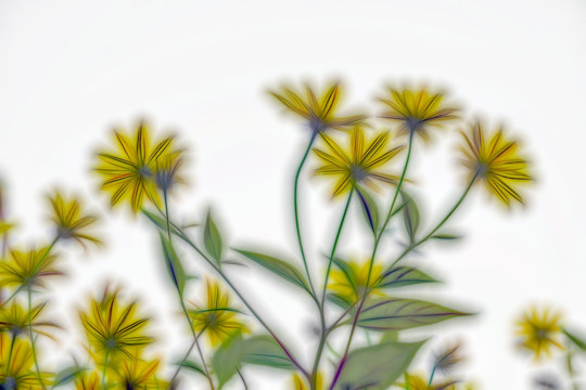 抽象畫 唯美花