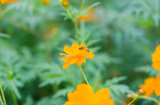 波斯菊特写