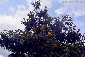 栗子树