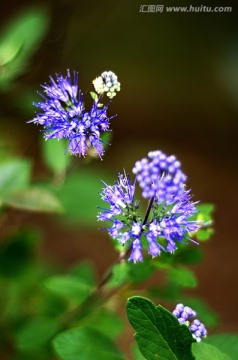 两簇蓝紫色莸属花微距特写