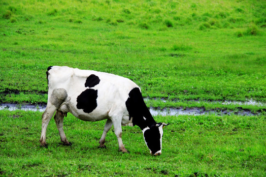 草原上吃草的奶牛