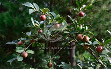 油茶籽 油茶 油茶树