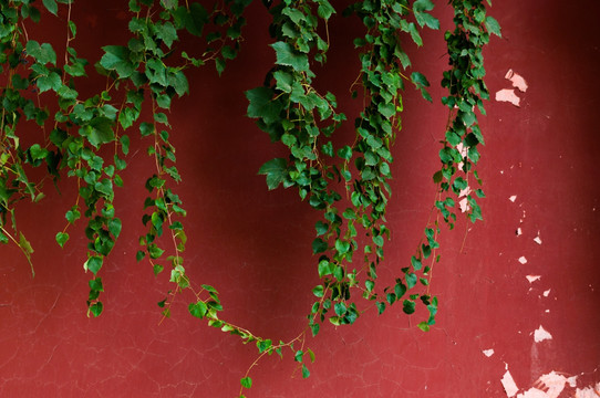 红墙绿藤