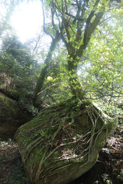 老峨山樹抱石