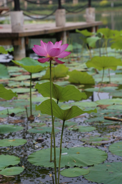 荷花 莲花