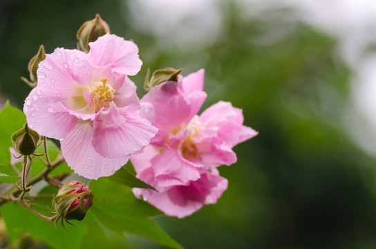 芙蓉花特写