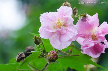 芙蓉花特写