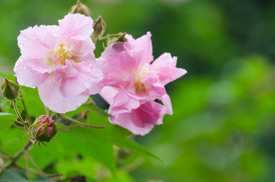 芙蓉花特写