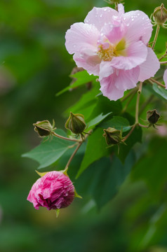 芙蓉花特写