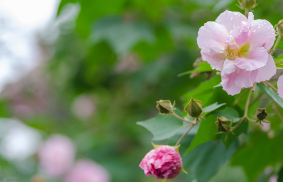 芙蓉花特写