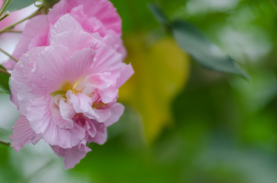 芙蓉花特写