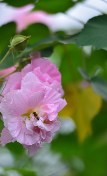 芙蓉花 木芙蓉